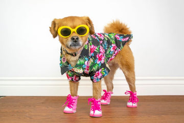 How to Choose Clothes that Match Your Pet’s Personality