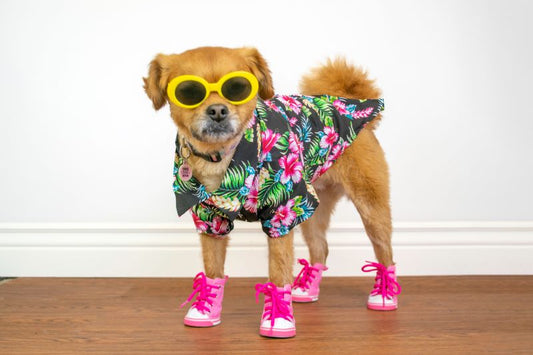 How to Choose Clothes that Match Your Pet’s Personality