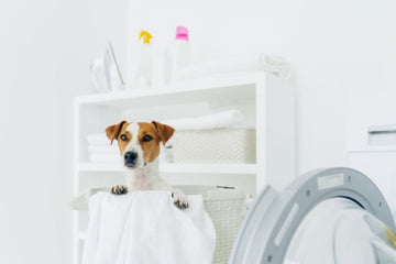 Pet Clothes Gone Wrong: What Happens If You Don’t Wash Them Right? 🐾