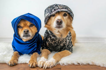 Why Pet Clothing? Protection and Style