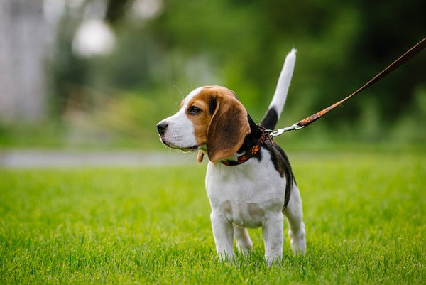 Collars & Leashes